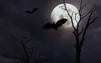 Why We Love to Be Scared: The Psychology of Halloween Fears